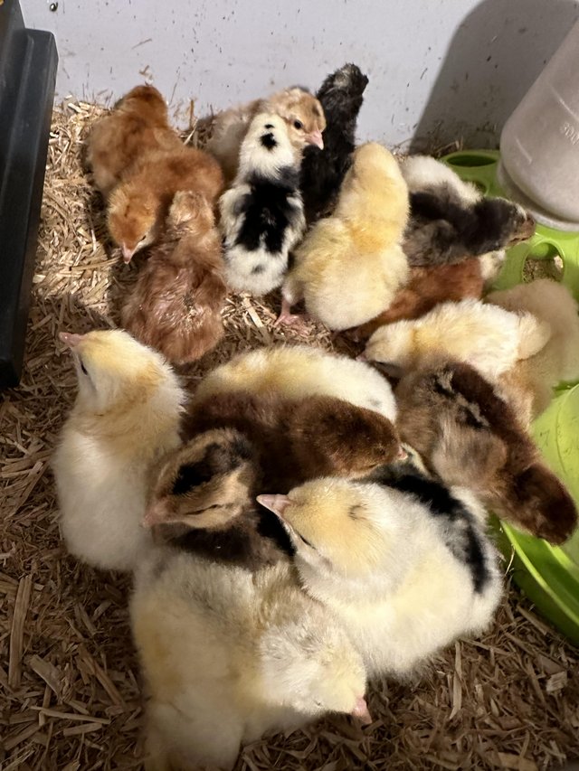 Preview of the first image of Mixed breed hatching eggs from a large  group.