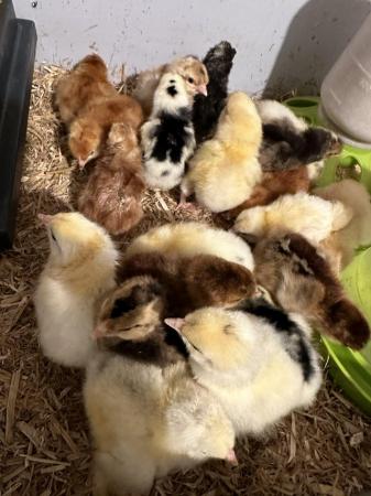 Image 1 of Mixed breed hatching eggs from a large  group