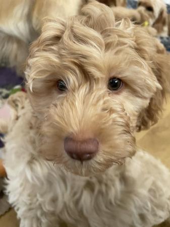 Image 13 of Goldendoodle puppies *** only 1 boy left ready now*