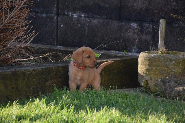 Image 8 of Fox red Labrador puppies ready now