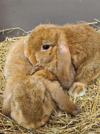 Image 10 of Adorable Dwarf Lop baby Rabbits.