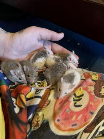Image 5 of Natal multimammate mice/African soft furred rats