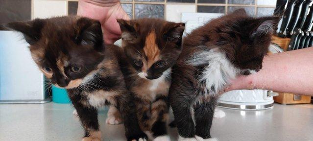 Image 3 of 7 week old FEMALE kittens for sale £180 each ono