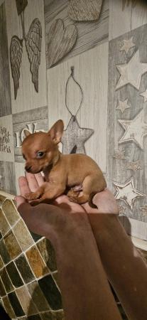 Image 8 of chihuahua x miniature dachshund