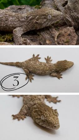 Image 3 of Updated-Exceptional Pure Mt Koghis Friedel Leachianus Geckos