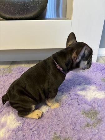 Image 26 of Last one left ready today  KC REG French bulldog puppies