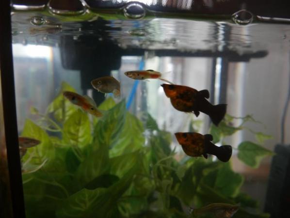 Image 2 of Guppy Fry and Molly Fry