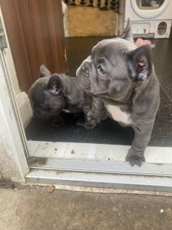 Image 5 of Blue French bulldog puppies