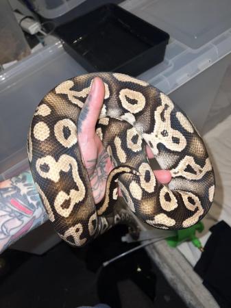 Image 3 of Male Pastel Phantom adult ball Python…