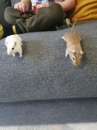 Image 4 of 2 male gerbils with set up