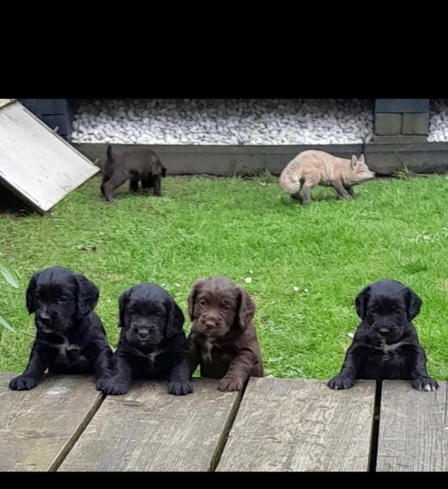 Preview of the first image of KC Registered Cocker Spaniel Puppies.