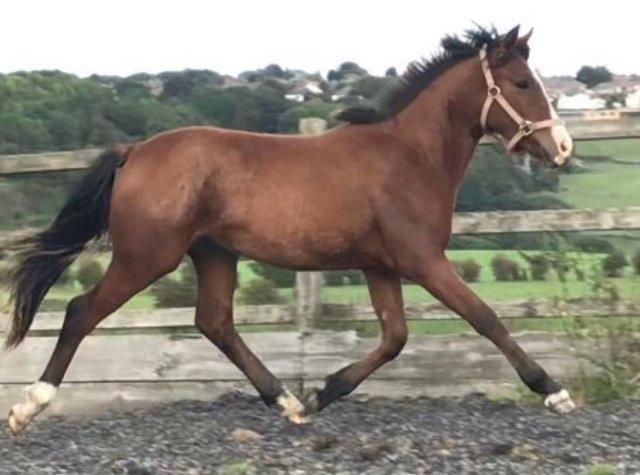 Preview of the first image of Registered Warmblood x Irish Sports Pony To Mature 15.1hh.