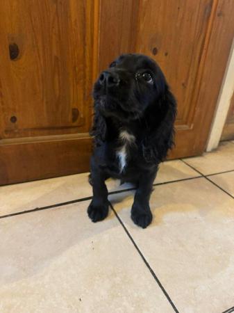 Image 3 of COCKER SPANIEL PUP WCS, READY NOW.. !!