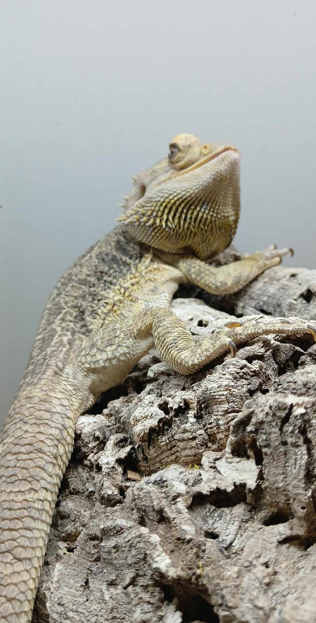 Preview of the first image of Male bearded dragon and full setup.