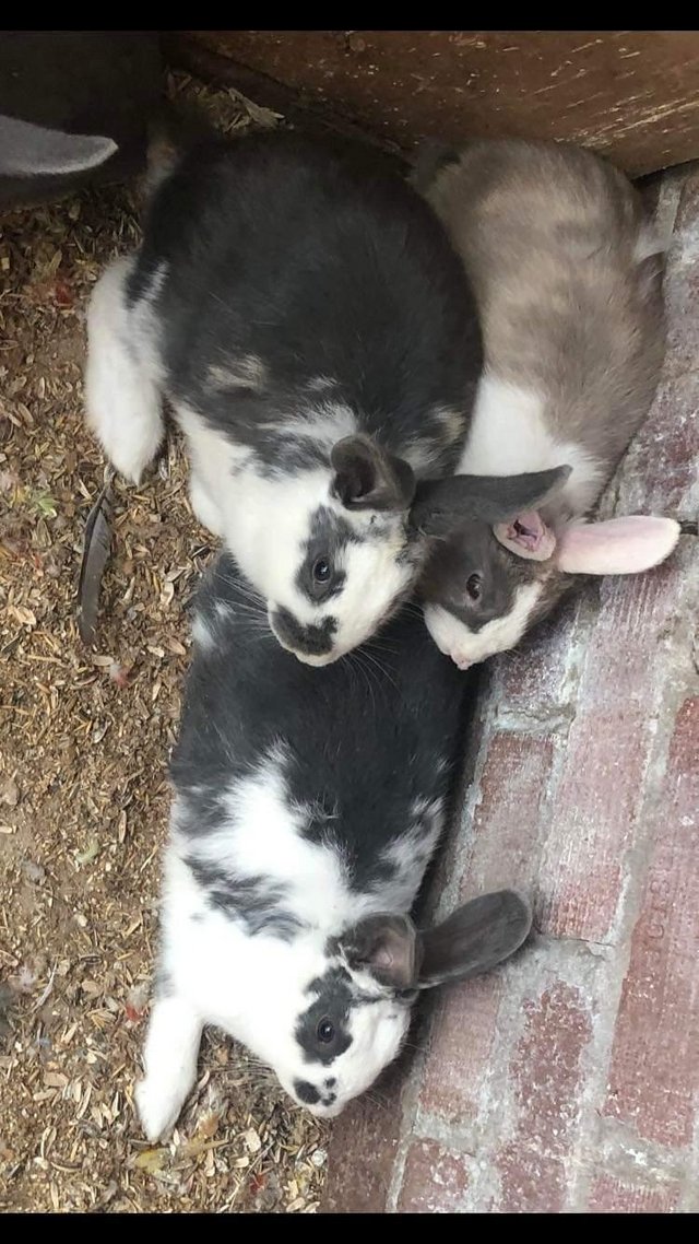 Preview of the first image of 18 weeks old mixed sex rabbits.