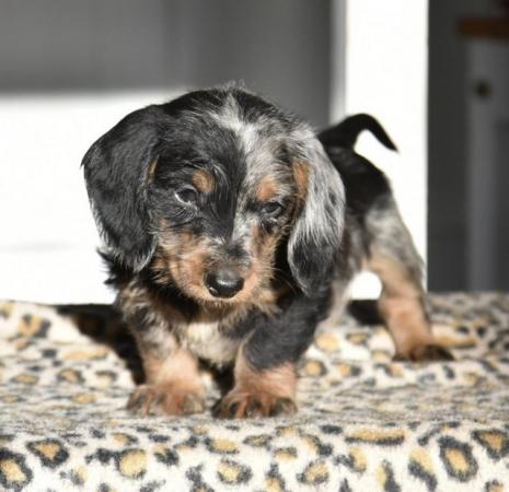 Image 4 of Fully vaccinated - Outstanding dachshund litter