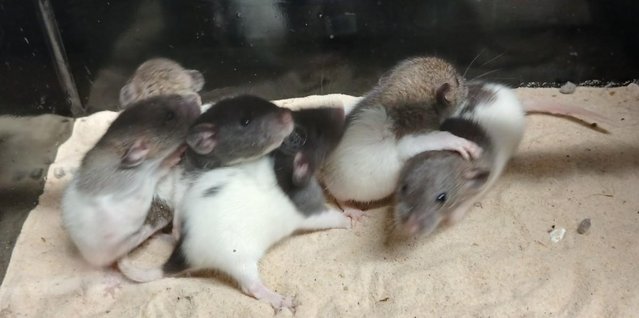Image 13 of Baby Dumbo and Straight eared Rats