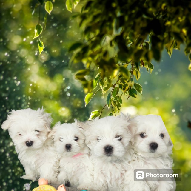 Preview of the first image of Top quality Maltese Puppies.