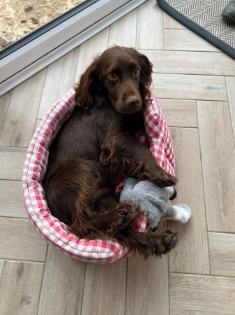 Image 8 of Working Cocker Spaniels - available now