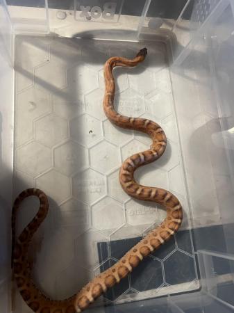 Image 4 of Scaless adult corn snakes