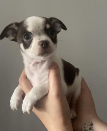 Image 6 of Tiny Chihuahua Boys - Ready now!