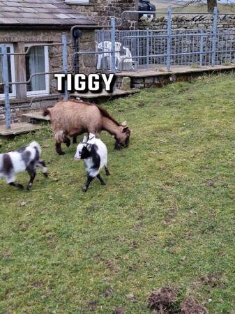 Image 3 of Male and female pygmy goats available. Kids and older nannys
