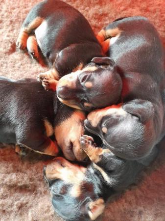 Image 7 of smooth hair black + tan miniature dachshunds