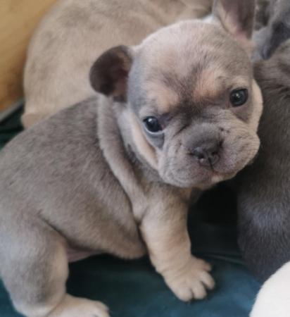 Image 13 of reduced qualityKc registered french bull dog puppies