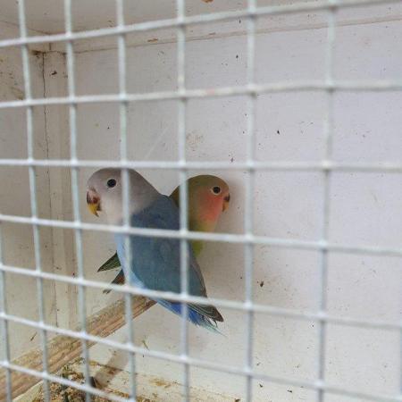 Image 4 of Lovebirds babies 3 months old available