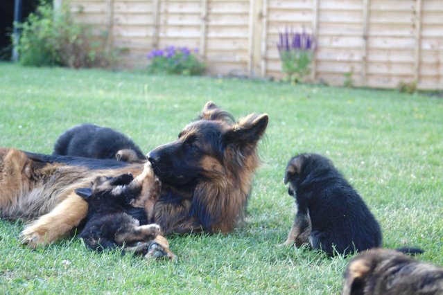 Image 6 of FOR STUD ONLY! Top class Large KC German Shepherd male