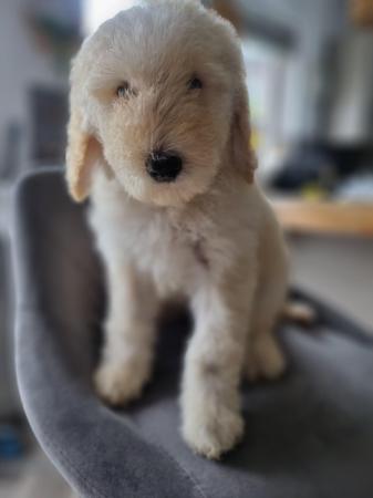 Image 28 of Ready to leave now. Goldendoodle puppies