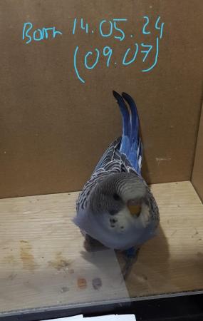 Image 16 of !!!For sale young budgies for rehoming!!!