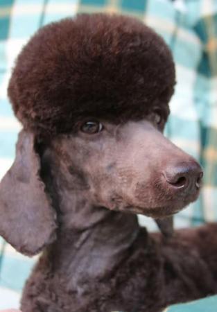 Image 3 of Gorgeous chocolate brown Miniature Poodle Puppies
