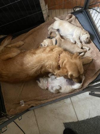 Image 4 of Golden Retriever puppies for sale