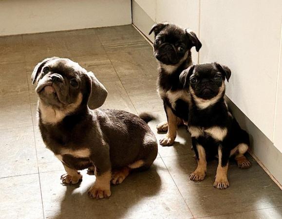 Image 3 of 3 beautiful cheeky pug puppies