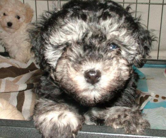 Image 31 of Tiny phantom HEALTH tested poodle for STUD ONLY