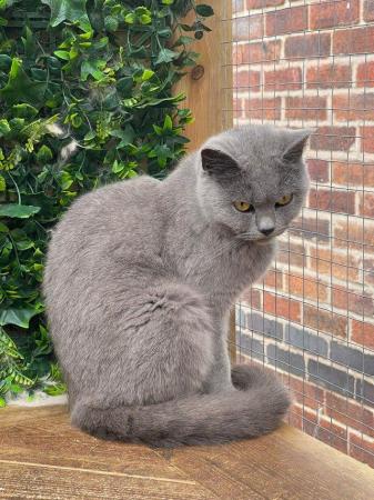 Image 2 of Blue British shorthair rehome