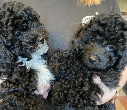 Image 11 of Gorgeous Toy Cavapoos - Ready Now!