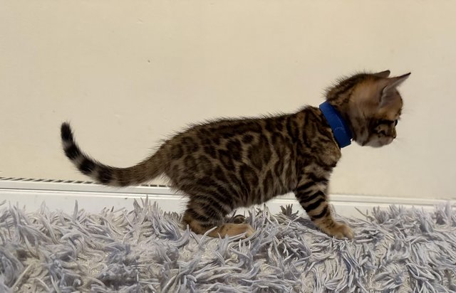 Image 17 of Tica bengal kittens for sale!