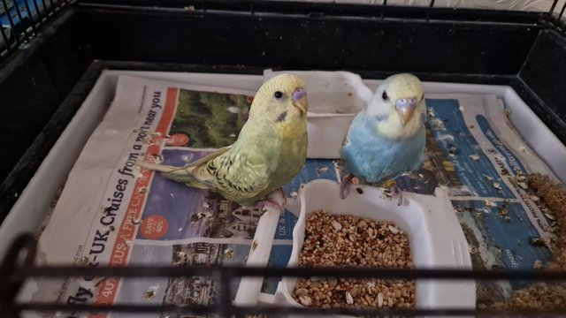 Image 5 of Baby & adult pairs budgies ready for homes