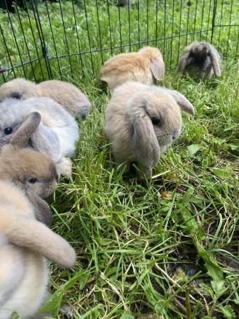 Image 10 of Mini lop baby rabbits **ready now**