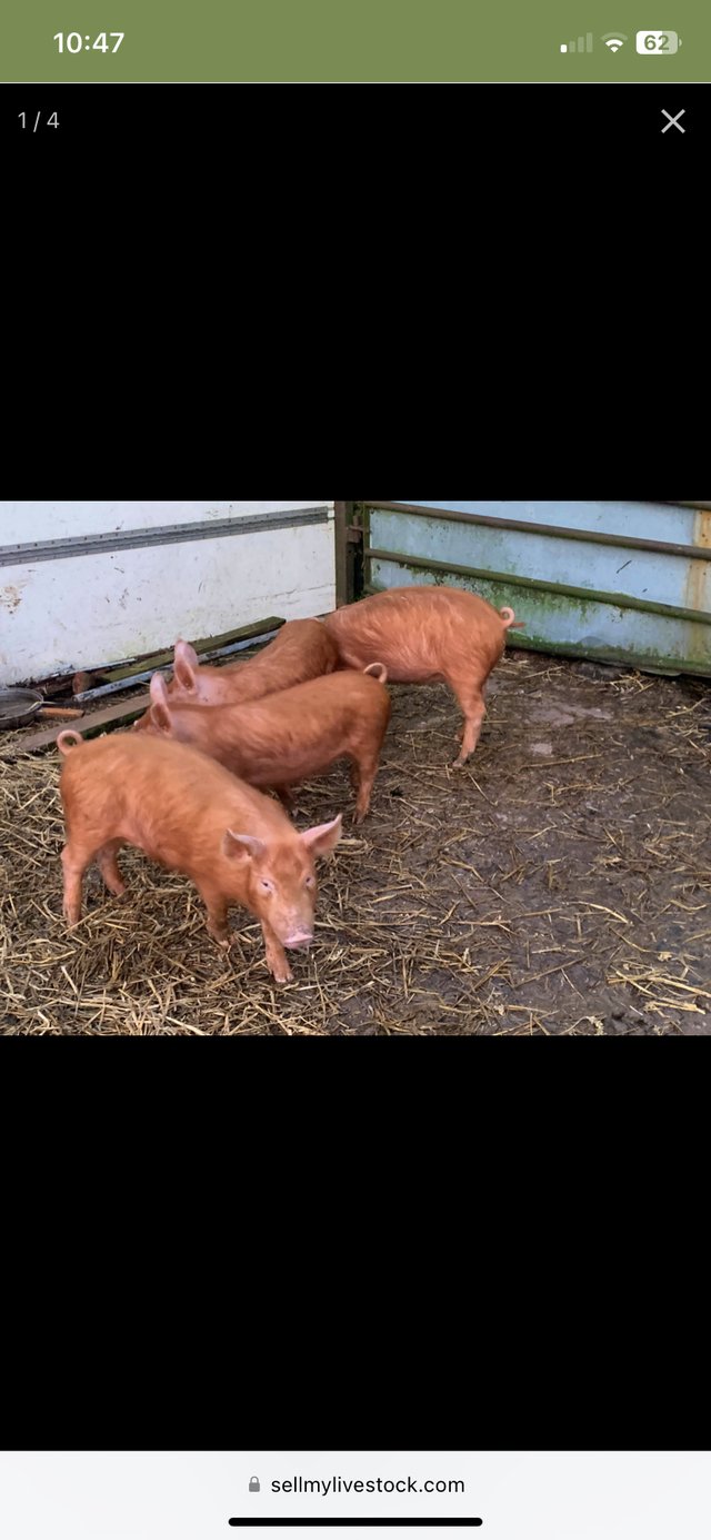 Preview of the first image of Tamworth weaners/stores ready now!.
