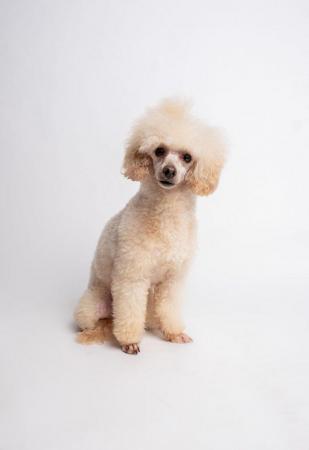 Image 2 of KC REG EXTENSIVELY HEALTH TESTED TOY POODLE STUD