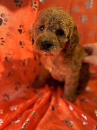 Image 4 of Stunning microchipped Ruby Red Cockapoo Girl