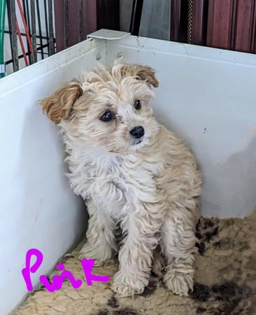 Image 8 of *Deposit now taken* Tiny, Poodle x Biewer Terrier puppy