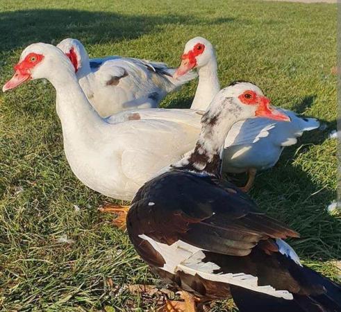 Image 1 of Wanted muscovy ducks free or cheap