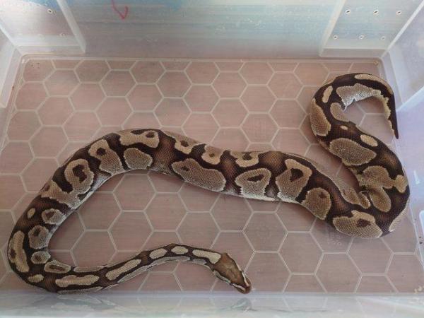 Image 6 of ball pythons for sale, need gone open to offers