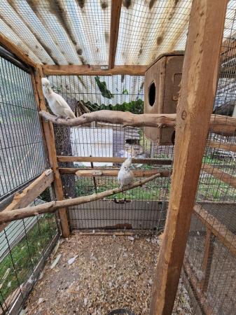 Image 4 of Ducorps's cockatoos pair for sale