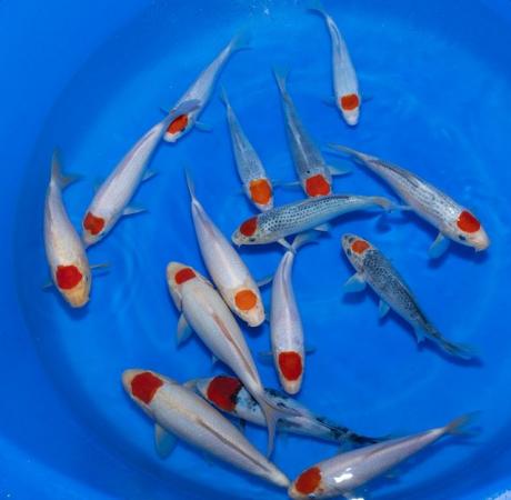 Image 1 of Japanese koi for sale ….