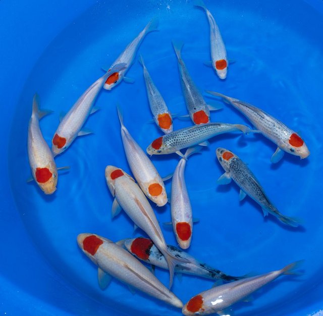 Preview of the first image of Japanese koi for sale …..